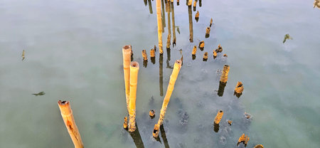 Bamboo wave barriers in the calm sea, A symbol of resilience and coastal protection.,metaphorical strength against life's tides.の写真素材