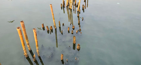Bamboo wave barriers in the calm sea, A symbol of resilience and coastal protection.,metaphorical strength against life's tides.の写真素材