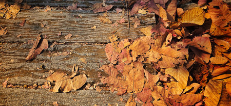 Dry Autumn Leaves Scattered on Rustic Concrete Wood Texture Floor.