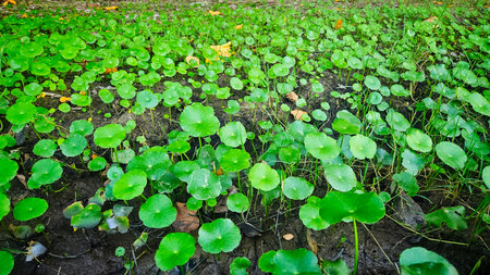 Fresh green Water Pennywort leaves growing on moist soil background.