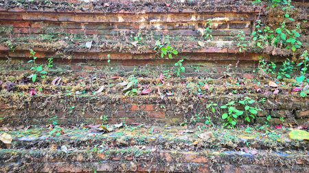 Ancient Brick Wall Texture with Green Moss and Small Plants, Historical Ruins Background.の写真素材