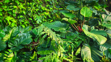 Exotic Tropical Foliage Background for Nature and Botanical Designs.