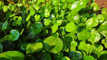 Green Water Pennywort Fresh Aquatic Plant Groundcover with Soft Sunlight for Garden Design and...