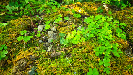 Small Forest Ecosystem.,Oxalis and Moss Thriving in Moist Environment.