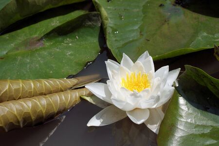 a waterlillyの写真素材