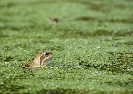 a frog in a pond