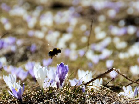 A hard-working bumblebee which is looking for nectar の写真素材