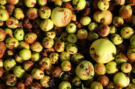 A bunch of ripe, Partially rotten apples