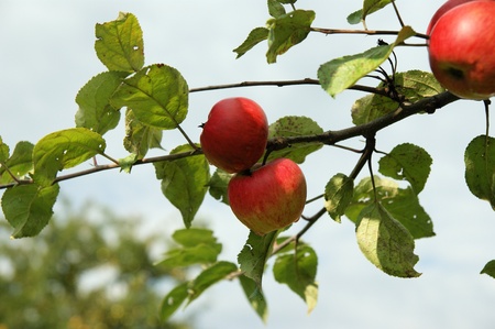 A tree branch with juicy, red applesの写真素材
