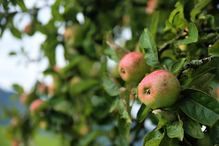 A tree branch with juicy, red applesの写真素材