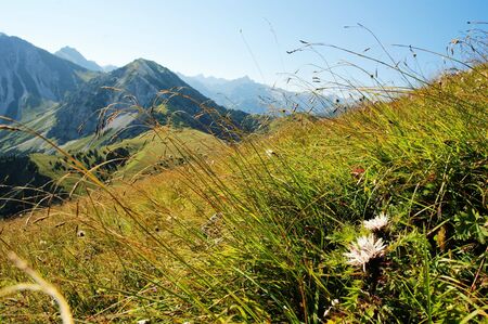 A beautiful alpine meadow with mountains in the background and thistleの写真素材