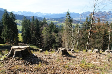 A dead piece of forest Which is deforestedの写真素材