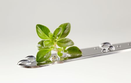 Fresh thyme leaves on a wet knife の写真素材