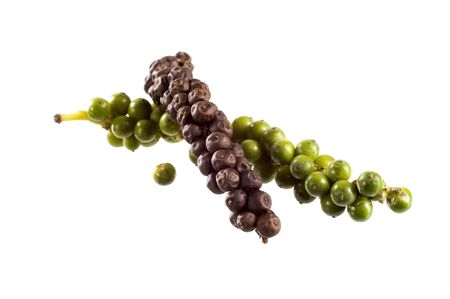 Green and black peppercornsの写真素材