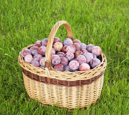 Freshly Picked Plums In a Wicker Basketの写真素材