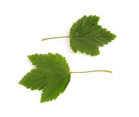 Two green leaves on white background - overhead 