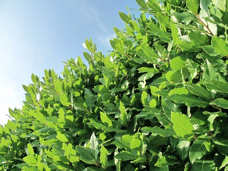 Closeup of a green bay tree