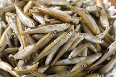 Detail of a heap of fresh anchoviesの写真素材