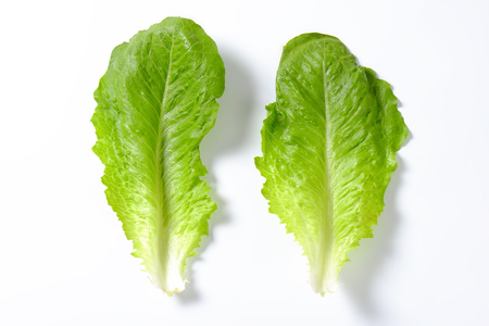 two leaves of romaine lettuce on white backgroundの写真素材