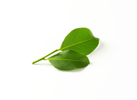 Sprig of bay leaves on white backgroundの写真素材