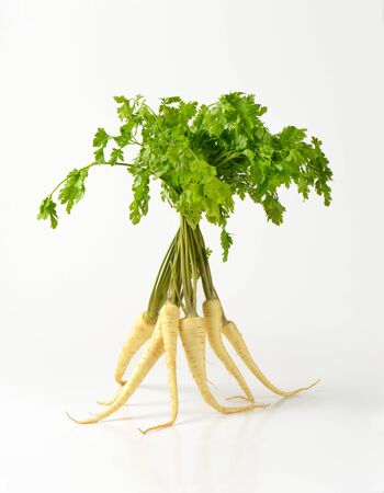 bunch of white parsley roots standing on white backgroundの写真素材