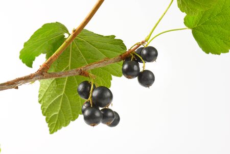 Sprig of black currants on white backgroundの写真素材