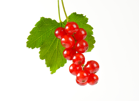 Sprig of red currant berries on white backgroundの写真素材
