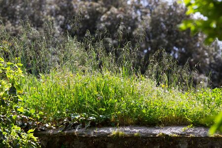 Closeup of grass and wildflowers growing on top of a wallの写真素材