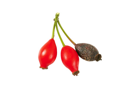 twig of rose hips on white backgroundの写真素材
