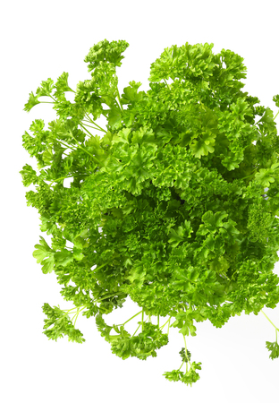Clumps of fresh parsley on white backgroundの写真素材