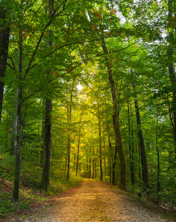 Path in the green forest at sunset. Springtime. Nature background