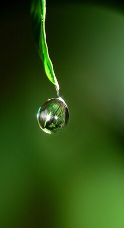 Morning Dew on the end of a leaf