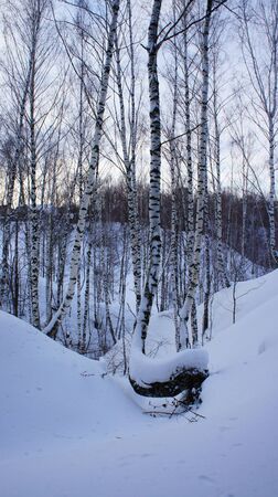 Russian winter forestの写真素材