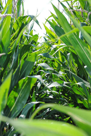 Walk through a green cornfield