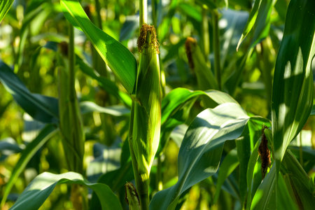 Hearty Cornfield Close-Up: Healthy Corn Cob Amidst Lush Green Forage, Spotlight on Monoculture in...