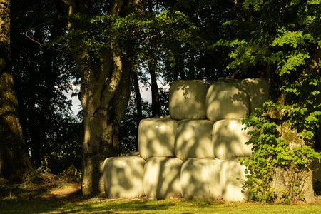 Efficient Hay Bale Storage: Neatly Stacked and Wrapped Under the Cool Shade of Treesの写真素材