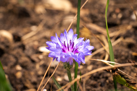 Cornflower Centaurea cyanus also known as cyan or bachelor's button. blue flower of the composite family isolated in European gardenの写真素材