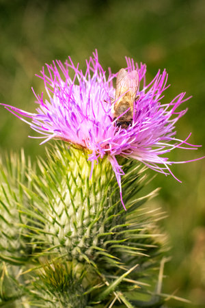 Honeybee searching for nectar and pollen on pink flower of a curly thistle or Carduus crispus, the curly plumeless thistle or welted thistleの写真素材