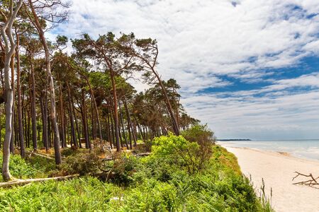 West beach on the baltic sea with a view of the forest and the seaの写真素材