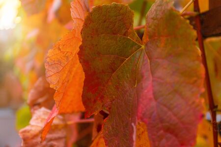 Colorfully colored grape leaves