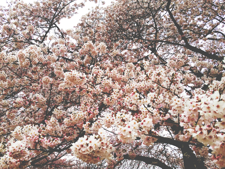 Sea of ??Cherry blossoms, Tokyo, Japanの写真素材