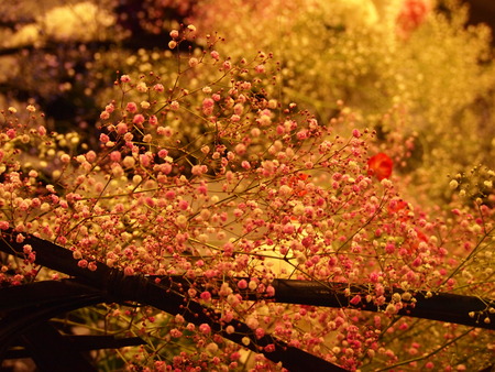 Flower Art at Gion Matsuriの写真素材
