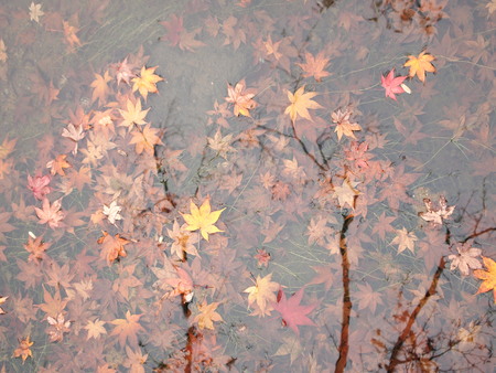 Marple leaves in a river, Tokyo, Japanの写真素材