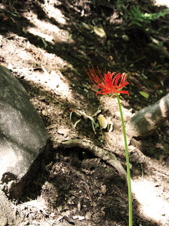 Illuminated Flowerの写真素材