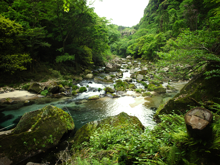 River bank in the forest of Yakushima, Japanの写真素材