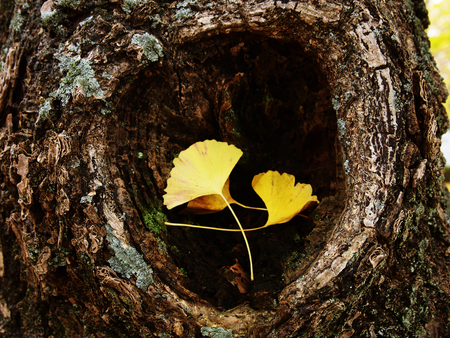 ginkgo leaves in autumn, Tokyo, Japanの写真素材