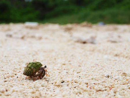Small crab at the beach of Okinawa, Japan