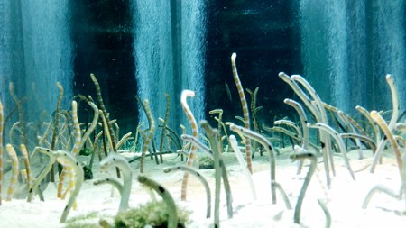 Aquarium with plenty worms, Tokyo, Japanの写真素材