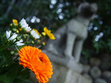 Flowers at a Temple in Nagoya, Japanの写真素材