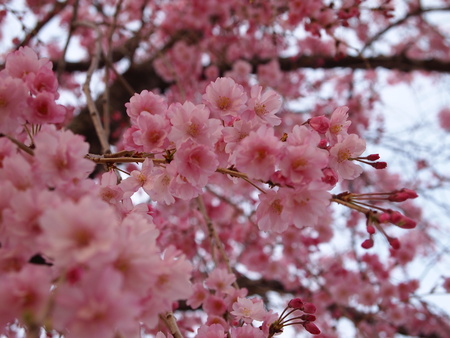 Sakura of Nakameguro, Tokyo, Japanの写真素材